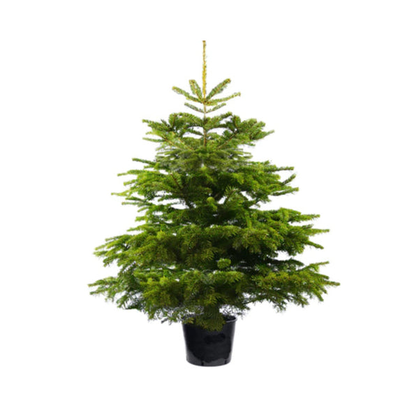 Live Christmas tree rental Good Elf